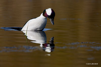 Bufflehead Duck Diving - BD00503
