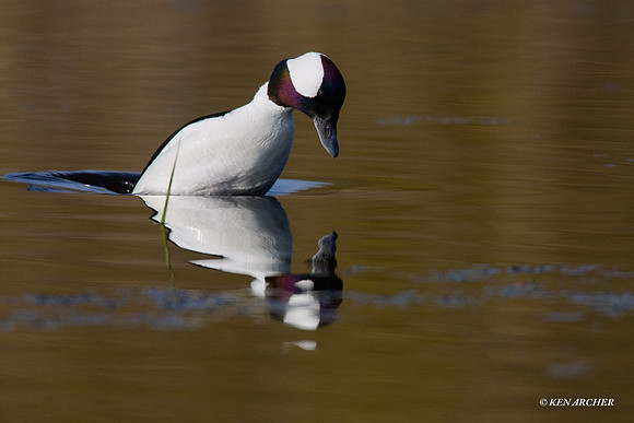 Bufflehead Duck Diving - BD00503