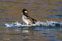 BD00113 Bufflehead Duck