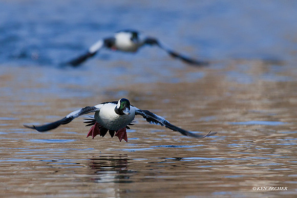 Bufflehead Drakes - BD00800