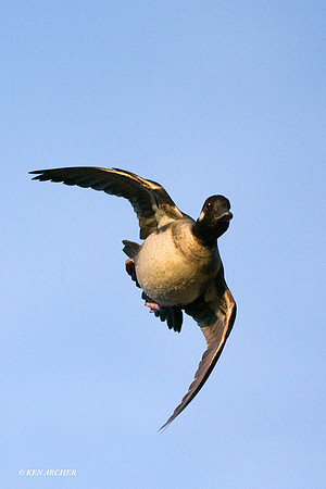 BD00225 Bufflehead Duck