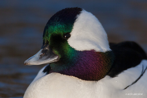 BD00354 - Bufflehead Duck