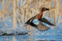 CNTL01513 - Cinnamon Teal