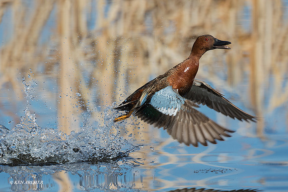 CNTL01513 - Cinnamon Teal