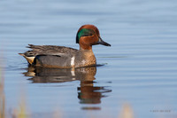 NMGW00344 - Green-winged Teal