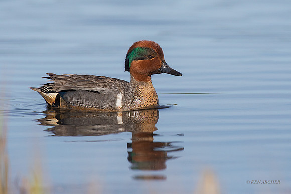 NMGW00344 - Green-winged Teal