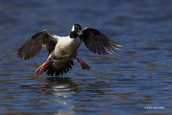 BD00829 Bufflehead Duck