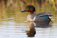 NMGW00004 Green-winged Teal