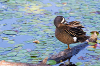 BWTL00283 - Blue-winged Teal