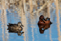 CNTL01549 - Cinnamon Teal