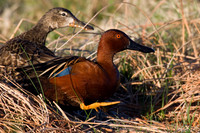 Cinnamon Teal - CNTL00054