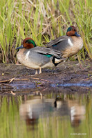 NMGW00240 - Green-winged Teal