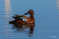 CNTL01550 - Cinnamon Teal