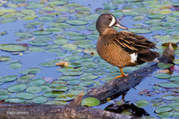 BWTL00212 - Blue-winged Teal