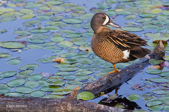 BWTL00212 - Blue-winged Teal