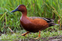 CNTL00188 - Cinnamon Teal