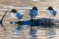 GWTL00536 - Green-winged Teal