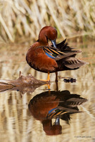 CNTL00775 - Cinnamon Teal