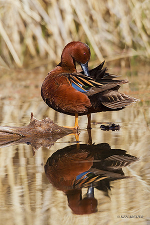 CNTL00775 - Cinnamon Teal
