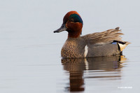 NMGW00001 - Green-winged Teal