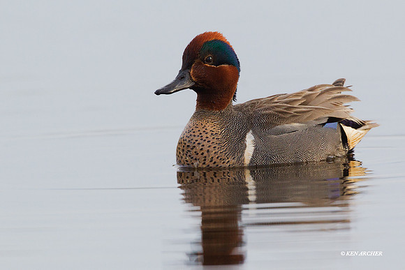NMGW00001 - Green-winged Teal