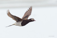 Long-tailed Duck in Flight - NMLD00478