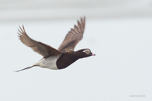 Long-tailed Duck in Flight - NMLD00478