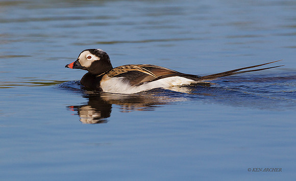 NMLD01417 - Long-tailed Duck
