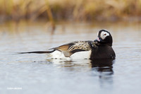 NMLD00493 Long-tailed Duck