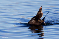 NMLD00994 Long-tailed Duck