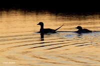 NMLD00030 Long-tailed Duck