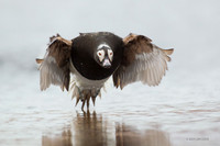 NMLD00612 Long-tailed Duck
