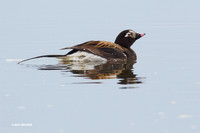 NMLD00235 Long-tailed Duck