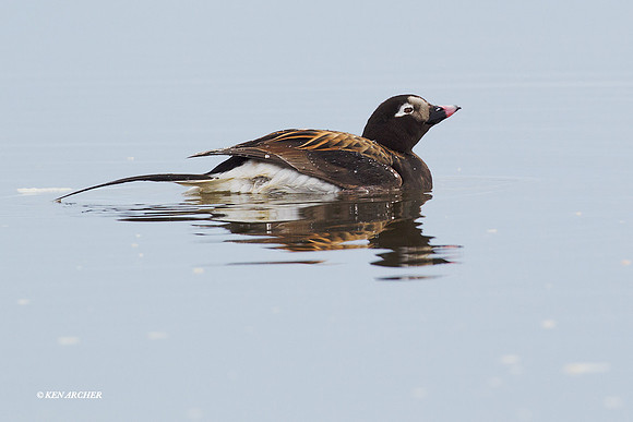 NMLD00235 Long-tailed Duck