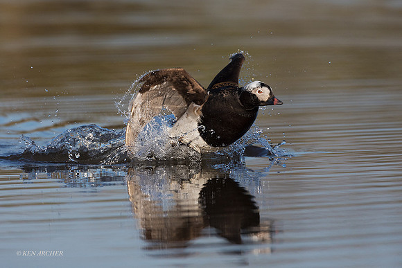 NMLD02107 - Long-tailed Duck