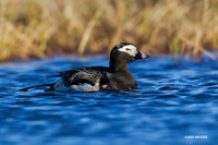 NMLD00495 Long-tailed Duck