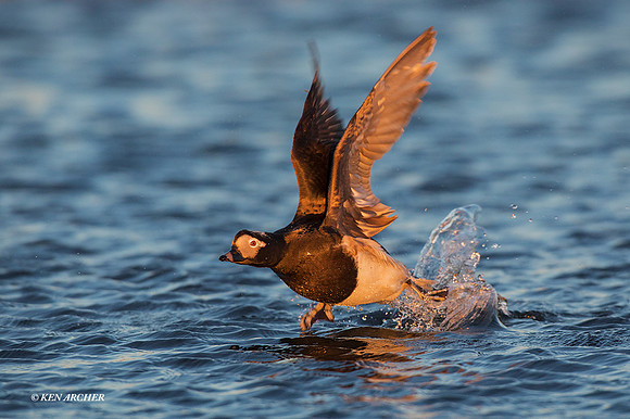 NMLD01901 - Long-tailed Duck