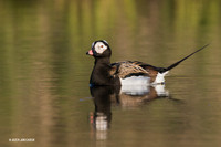NMLD01304 - Long-tailed Duck