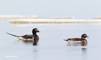 NMLD00308 Long-tailed Duck
