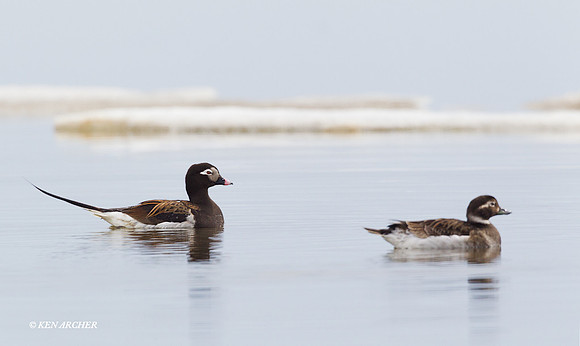 NMLD00308 Long-tailed Duck