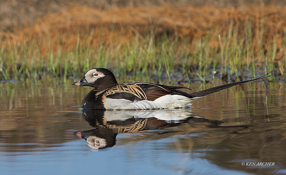 NMLD02530 - Long-tailed Duck