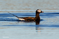 NMLD00494 Long-tailed Duck