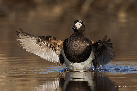 NMLD01584 - Long-tailed Duck