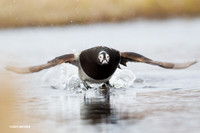 NMLD00489 Long-tailed Duck