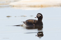 NMLD00161 Long-tailed Duck