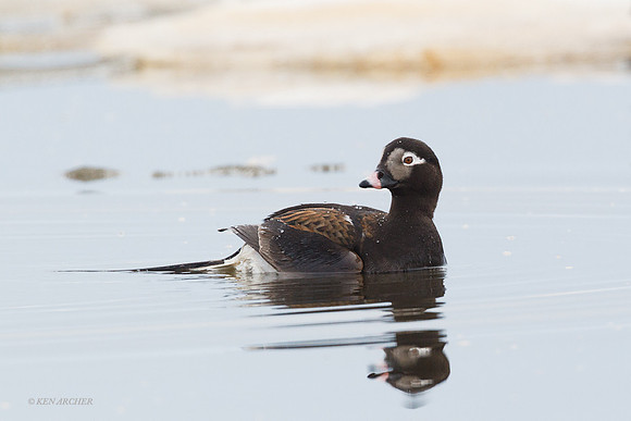 NMLD00161 Long-tailed Duck