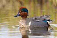 NMGW00131 - Green-winged Teal