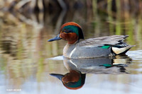 NMGW00005 Green-winged Teal