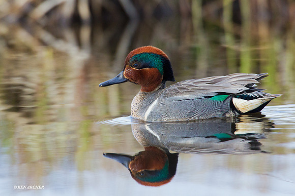 NMGW00005 Green-winged Teal