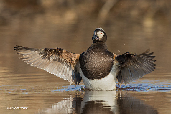 NMLD01583 - Long-tailed Duck